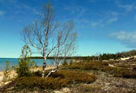 Thompson's Harbor State Park Dunes