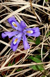 Dwarf Iris at Thompson's Harbor State Park